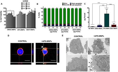 Magnetic Nanoparticles Attached to the NK Cell Surface for Tumor Targeting in Adoptive Transfer Therapies Does Not Affect Cellular Effector Functions